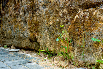 Grass Grow From The Broken Loess Wall
