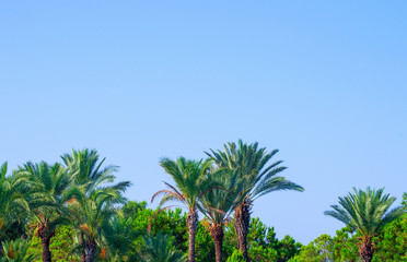 Fototapeta premium Palm trees at tropical coast