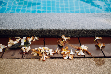Wilted plumeria flowers near a pool in Thailand