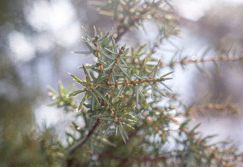 Defocus juniper branches and berries, illuminated by the sun. Coniferous background with green and white bokeh