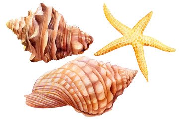 Obraz premium Watercolor set of seashells and starfish on an isolated white background, hand drawing, summer sea clipart