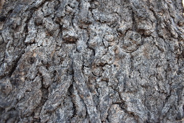 bark of a tree
