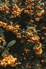 Floral autumn background or texture.Bush with autumn berry, green leaves.