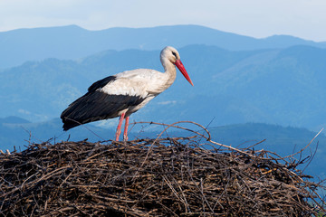 Stork nest on blue sky and mountain background