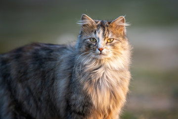 Fluffy cat with long fur sitting in a grass