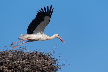 Stork nest on blue sky background