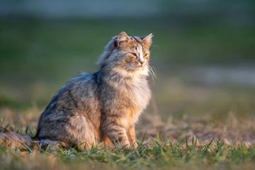 Naklejka na ściany i meble Fluffy cat with long fur sitting in a grass