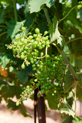 Tavarnelle Val di Pesa (FI),  Italy - April 21, 2017: Chianti vineyards, wine grapes growing in Tavarnelle Val Di Pesa, Chianti Region, Tuscany, Italy