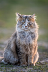 Naklejka na ściany i meble Fluffy cat with long fur sitting in a grass