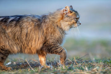 Fototapeta premium Fluffy cat with long fur sitting in a grass