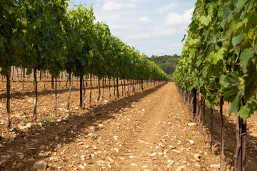 Fototapeta na wymiar Tavarnelle Val di Pesa (FI), Italy - April 21, 2017: Chianti vineyards, wine grapes growing in Tavarnelle Val Di Pesa, Chianti Region, Tuscany, Italy