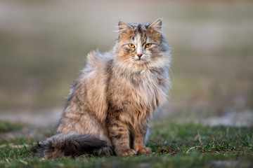 Fluffy cat with long fur sitting in a grass