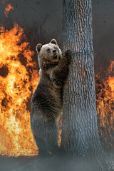 Bear on a background of burning forest