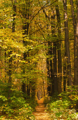 Obraz premium path in the autumn park