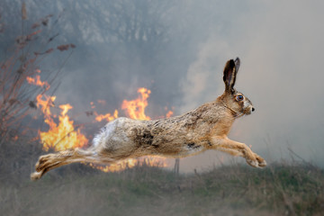 Hare on a background of burning forest
