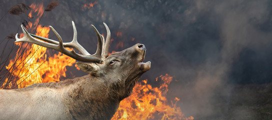 Deer on a background of burning forest