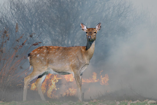 Fototapeta Deer on a background of burning forest