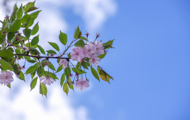 Sakura flower in blue sky
