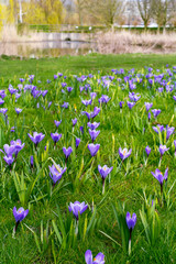 Beautiful field of spring violet crocuses near the river in the Netherlands in Europe