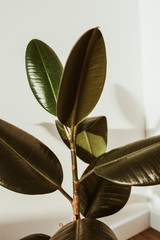Green rubber plant on white background. Ficus elastica robusta.