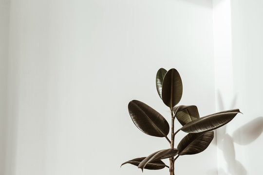 Green Rubber Plant On White Background. Ficus Elastica Robusta.