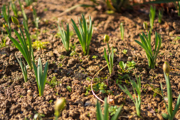 young green tulip sprouts in the garden with brown soil around