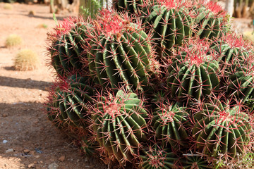 Naklejka na ściany i meble Ses Salines, Majorca / Spain - August 22, 2016: Cactus garden at island Majorca, Botanicactus garden, Jardi­n Botanico, Ses Salines, Mallorca, Balearic Islands, Spain.