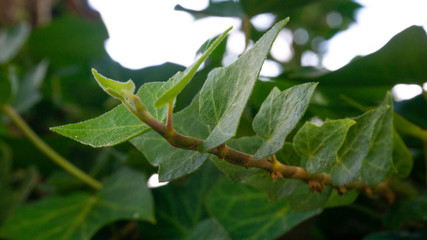 Green leaves from New Zealand