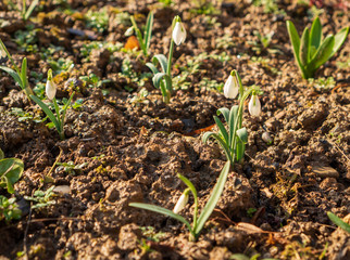 Obraz premium snowdrops in the garden in spring with brown clay around