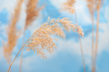 Cattail and reed plant with sky in the background. Wild grass in nature. - obrazy, fototapety, plakaty