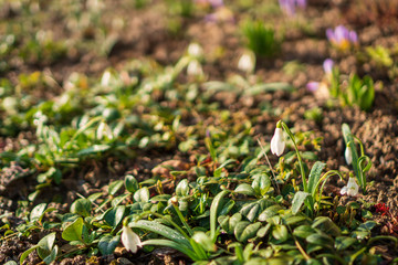 snowdrops in the garden in spring and in the background blurry purple crocus