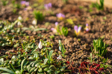 snowdrops in the garden in spring and in the background blurry purple crocus