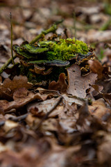 Moss and mushrooms