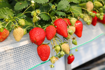 ハウス栽培のいちご　千葉県山武市　日本