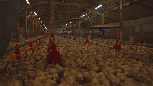 Wide shot of inside of barn in indoor poultry farm. Young turkey poults near red water dispenser and gas heater lamps hanging from above.