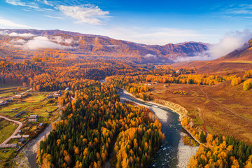 Xinjiang Hemu birch forest autumn scenery.  - obrazy, fototapety, plakaty