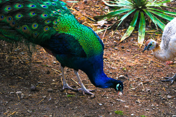 peacock in a park