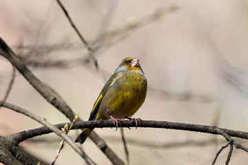 European greenfinch chloris chloris sitting on branch of tree. Cute green songbird in wildlife.