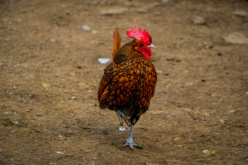 Orange cock in profile, portrait of a rooster