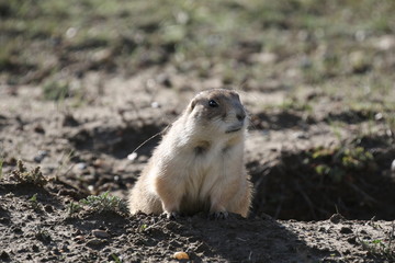 wild prairie dog in theodor roosevelt national park, south dakota