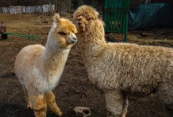 Two cute fluffy alpacas baby in the farm close up
