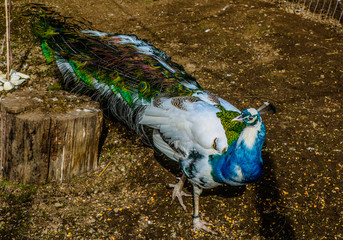 Portrait of beautiful peacock close up