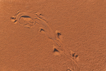 Footprints, tracks of a desert sandfish (scincus, common skink) at the Erg Chebbi sand dunes in Morocco