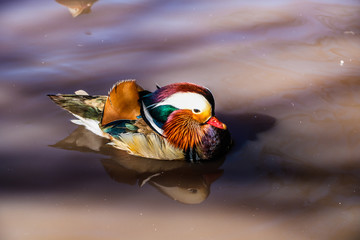 mandarin duck swimming in the lake