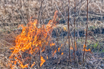 burning grass