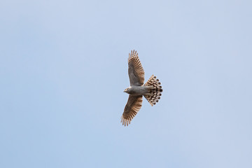 Northern goshawk flying in sky. Strong powerful beautiful bird of prey in wildlife.
