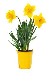 Beautiful yellow daffodil seedling in  bucket, on  isolated background