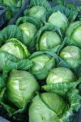 Fototapeta na wymiar harvest of young cabbage with dew on the farmers market