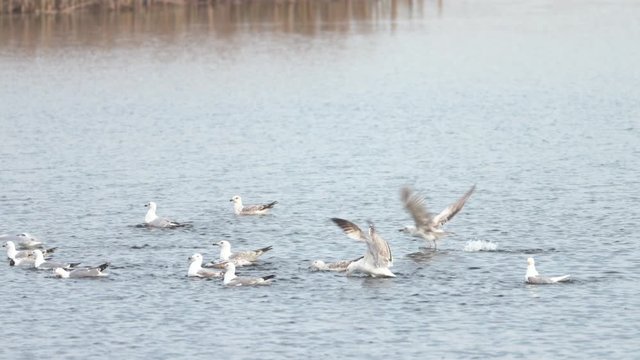 Natural reservation natural wild life birds in Vacaresti Natural Park in Bucharest 