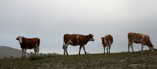 foggy mountain and grazing cows